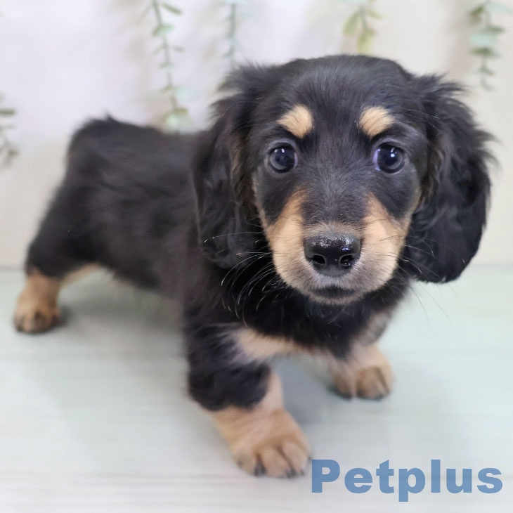 ミニチュア・ダックスフンドの写真2