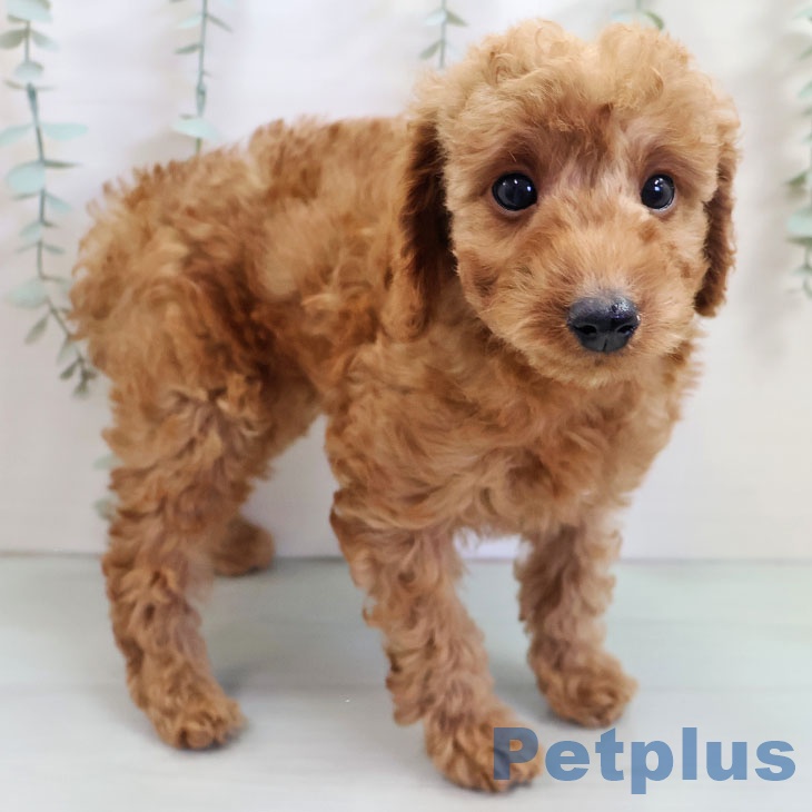 トイ・プードル