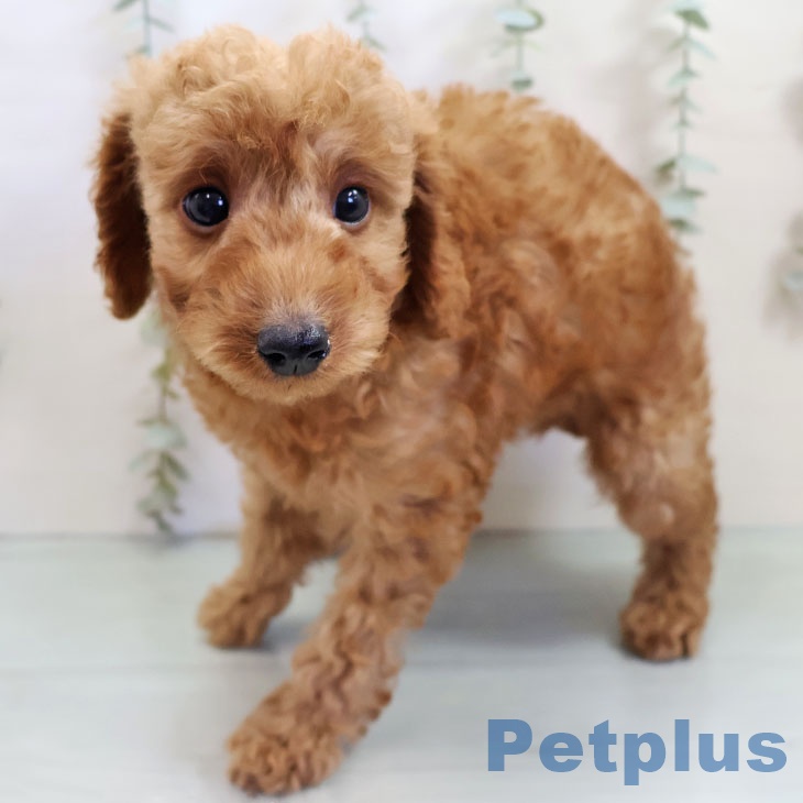 トイ・プードル