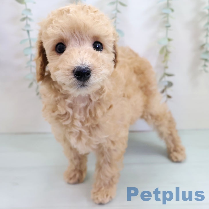 トイ・プードル