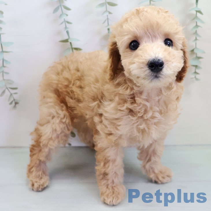 トイ・プードルの写真2