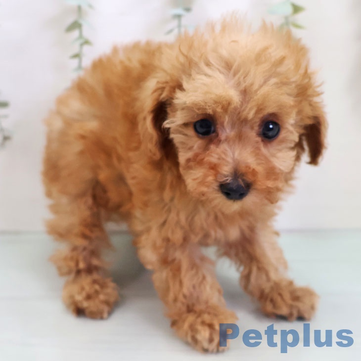 トイ・プードル