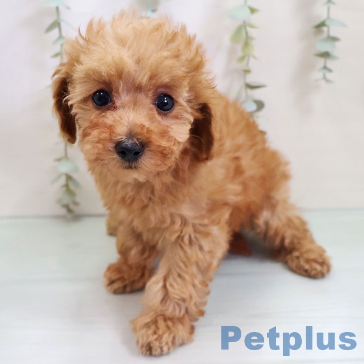 トイ・プードルの写真2