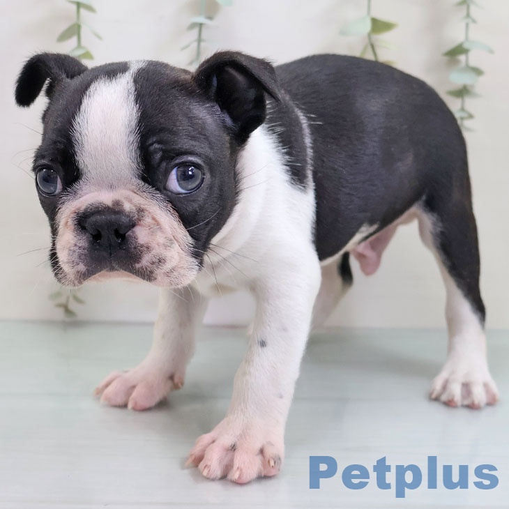 ボストン・テリア