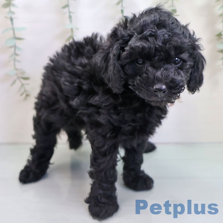 トイ・プードル