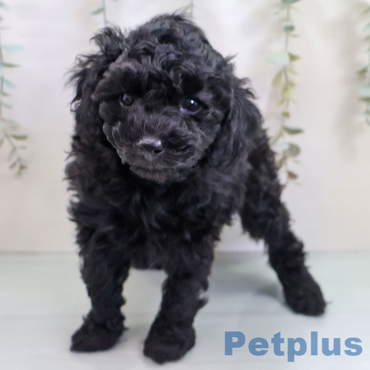 トイ・プードルの写真2