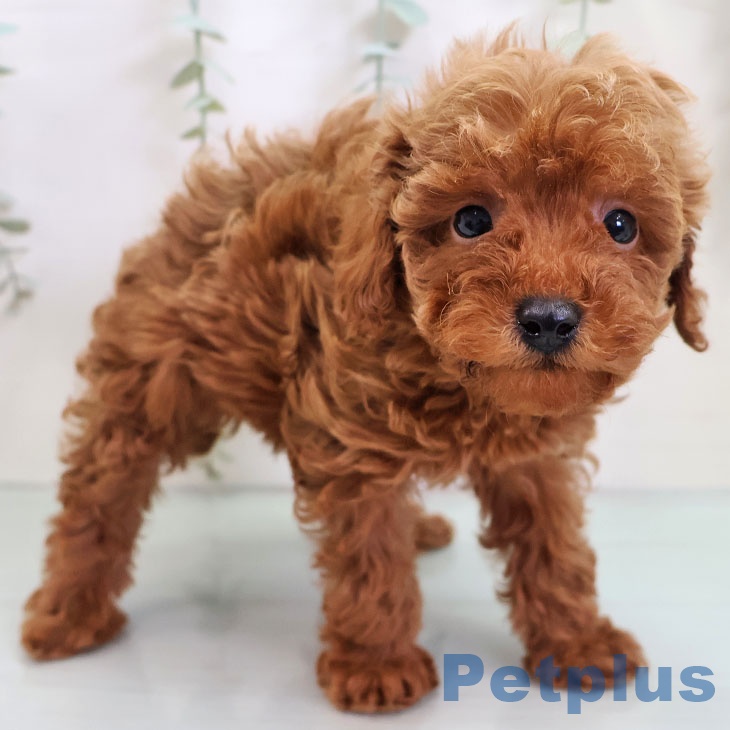 トイ・プードル