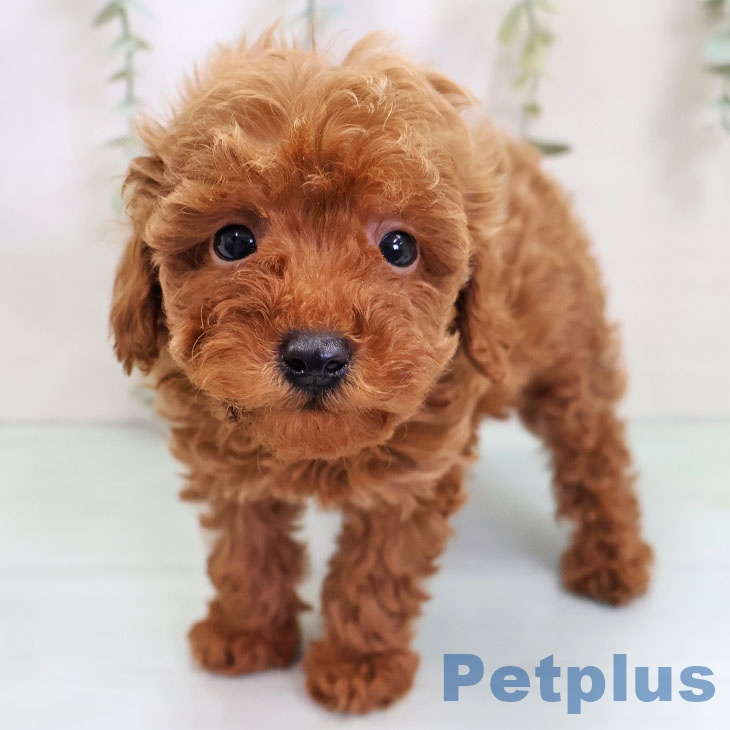 トイ・プードルの写真2