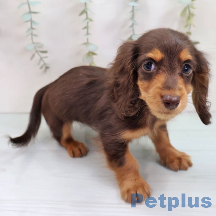 ミニチュア・ダックスフンド