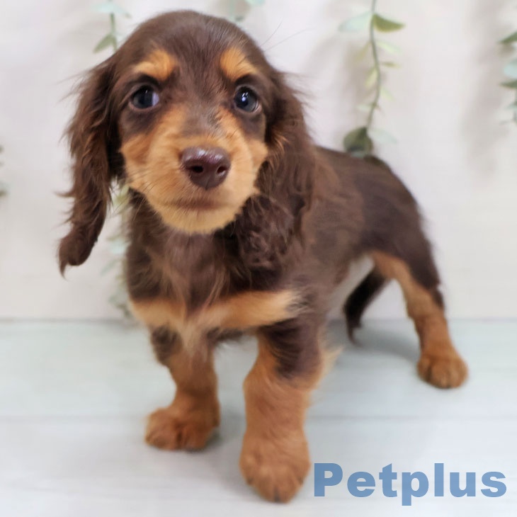 ミニチュア・ダックスフンドの写真2