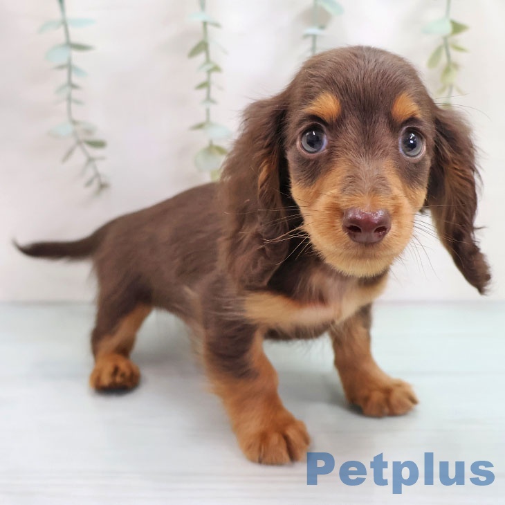 ミニチュア・ダックスフンド