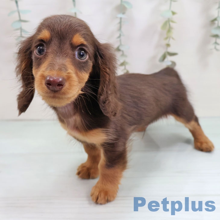 ミニチュア・ダックスフンドの写真2