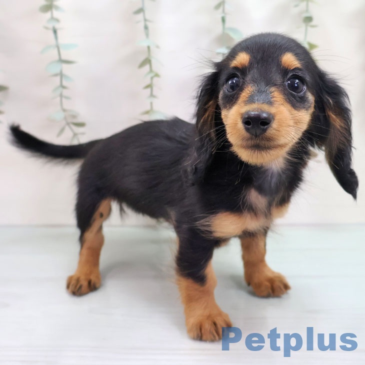 ミニチュア・ダックスフンド