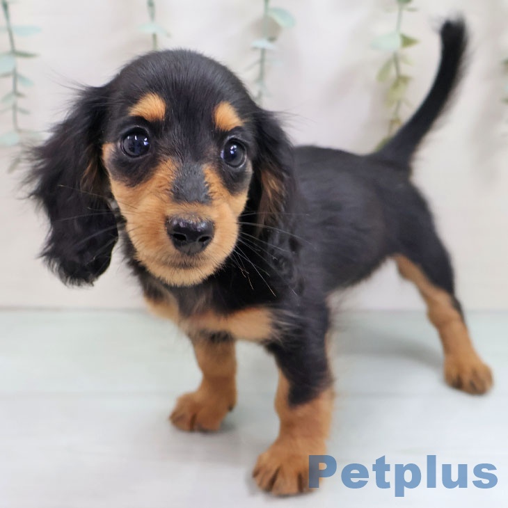 ミニチュア・ダックスフンドの写真2