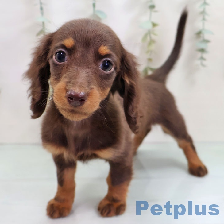 ミニチュア・ダックスフンド