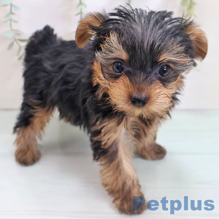 ヨークシャー・テリア