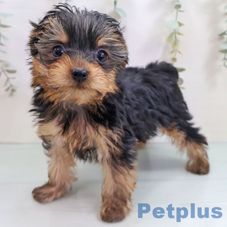 ヨークシャー・テリアの写真2