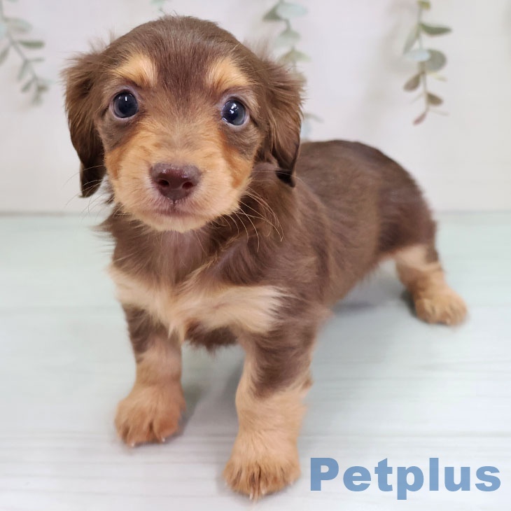 カニーンヘン・ダックスフンド