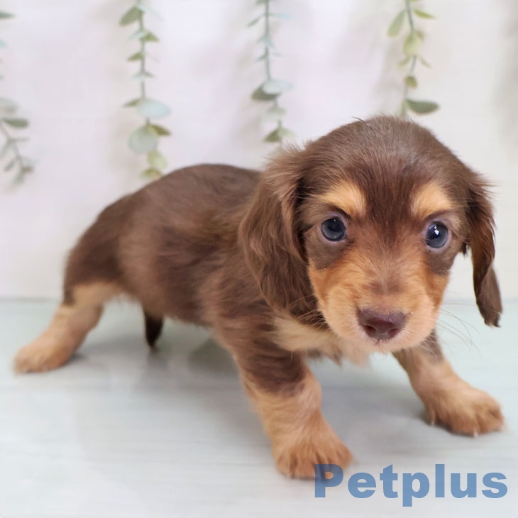 カニーンヘン・ダックスフンドの写真2