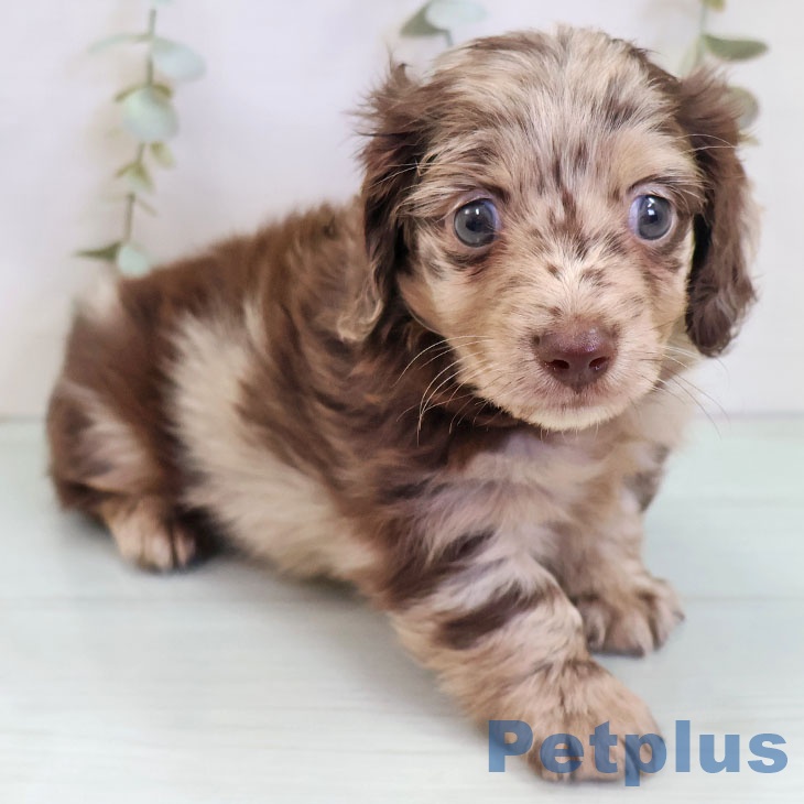 カニーンヘン・ダックスフンド