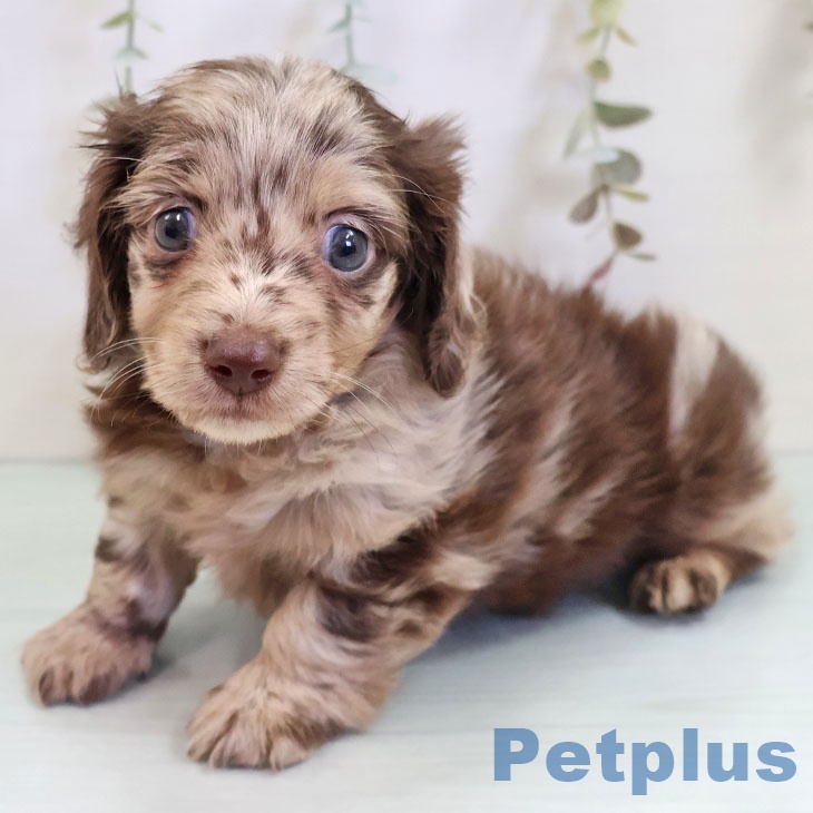 カニーンヘン・ダックスフンドの写真2