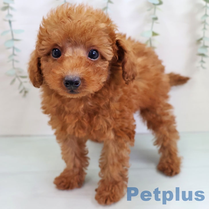 トイ・プードル