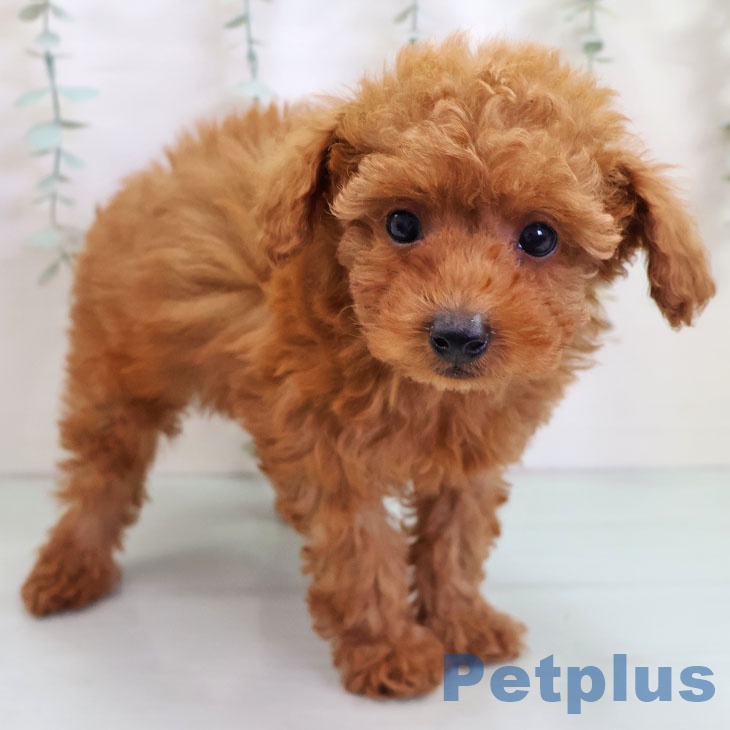 トイ・プードル