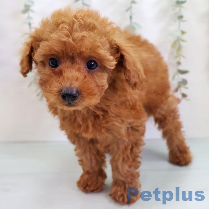 トイ・プードルの写真2