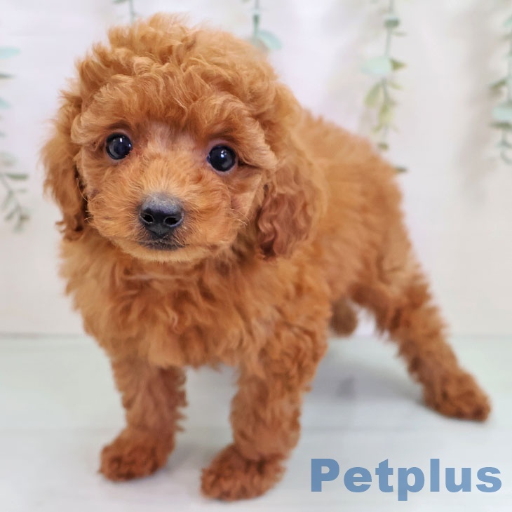 トイ・プードル