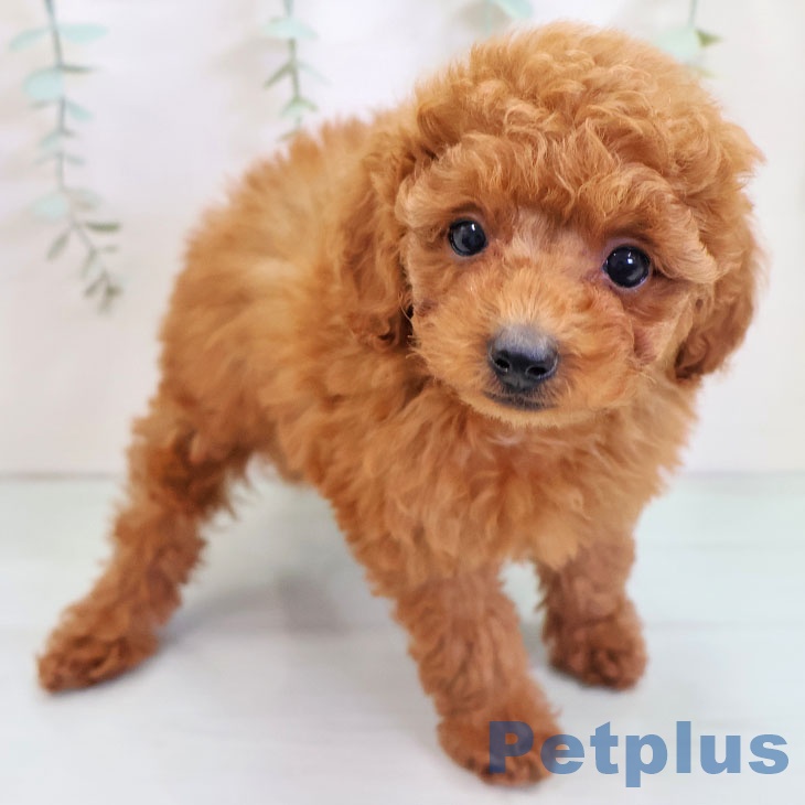 トイ・プードルの写真2