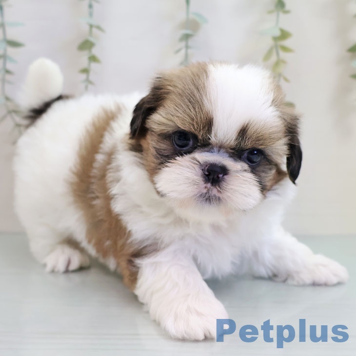 シー・ズーの写真2