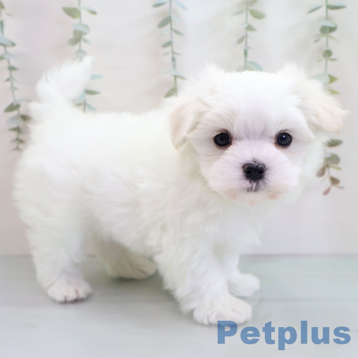 マルチーズの写真2