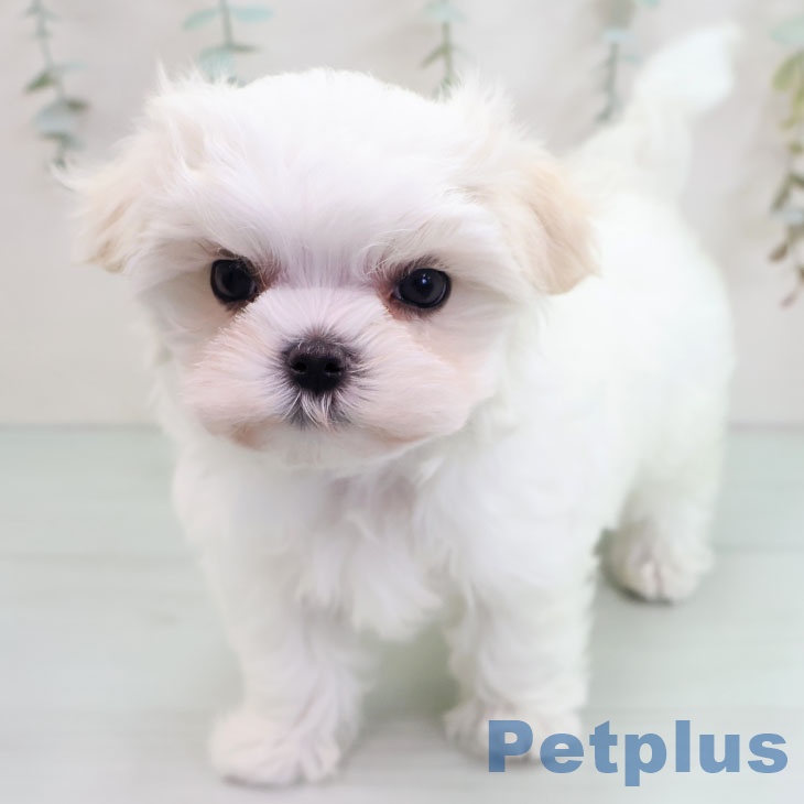 マルチーズの写真2