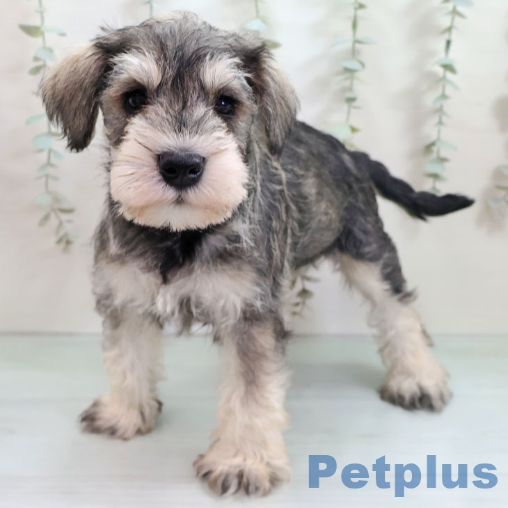 ミニチュア・シュナウザー