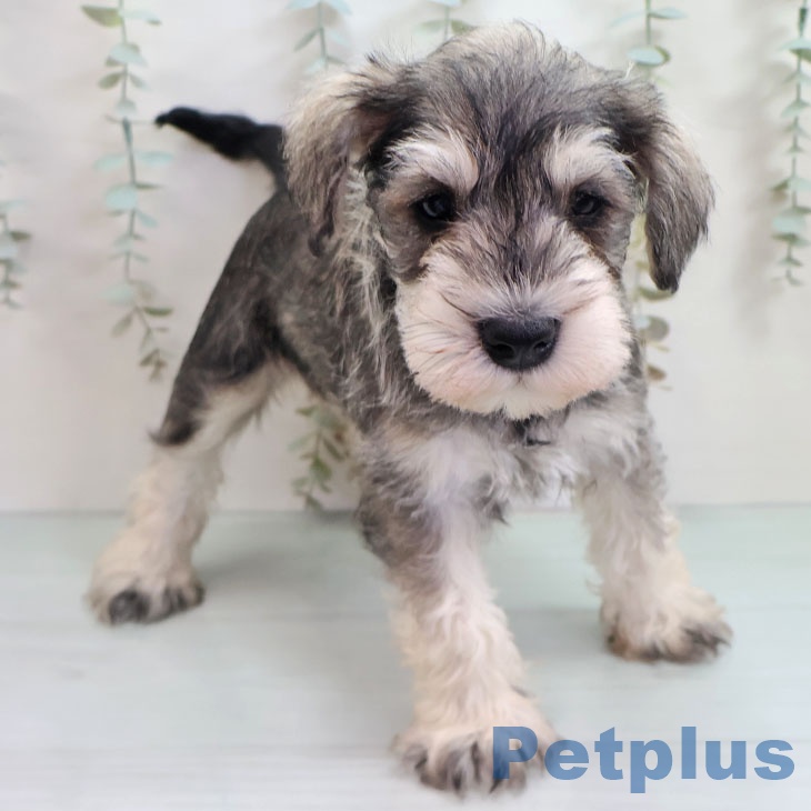 ミニチュア・シュナウザーの写真2