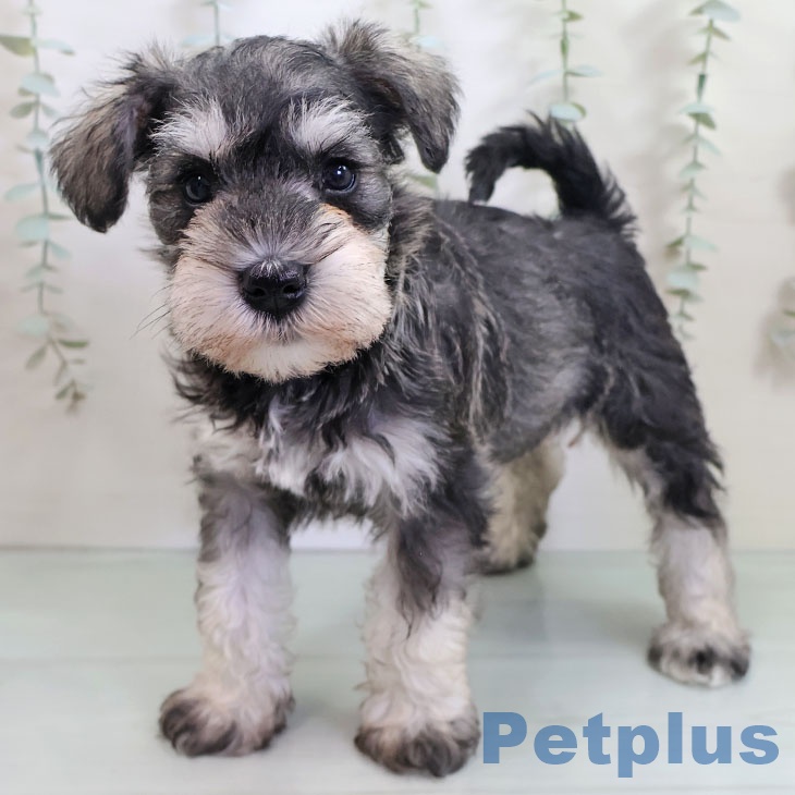 ミニチュア・シュナウザー