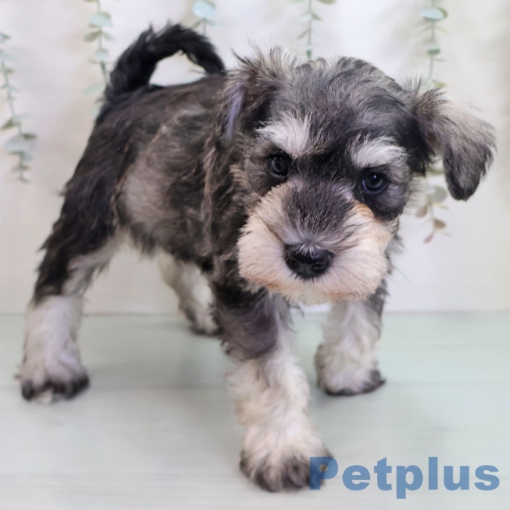 ミニチュア・シュナウザー