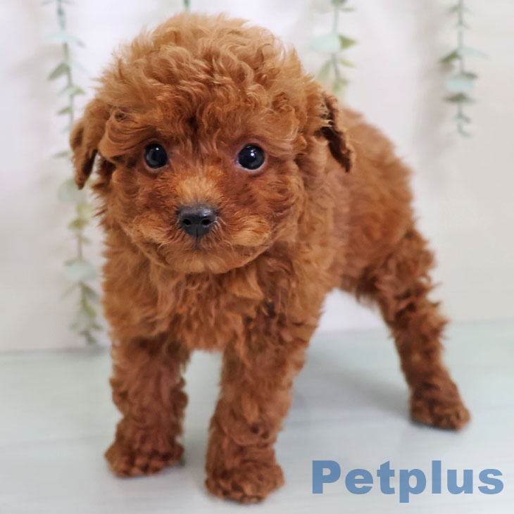 トイ・プードルの写真2