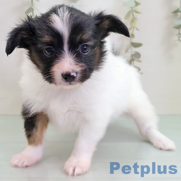 パピヨンの写真2