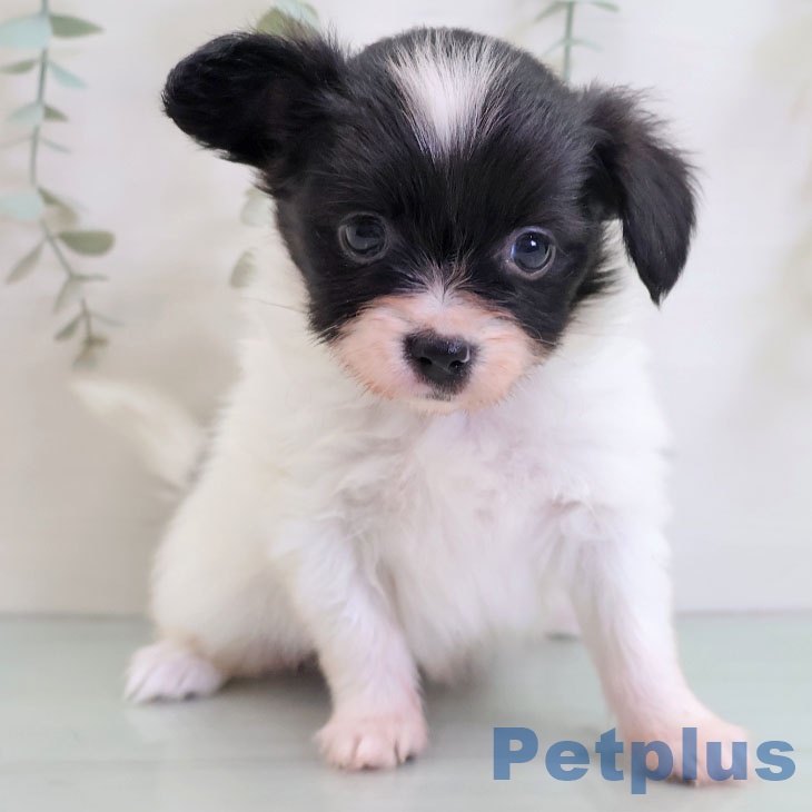 パピヨンの写真2