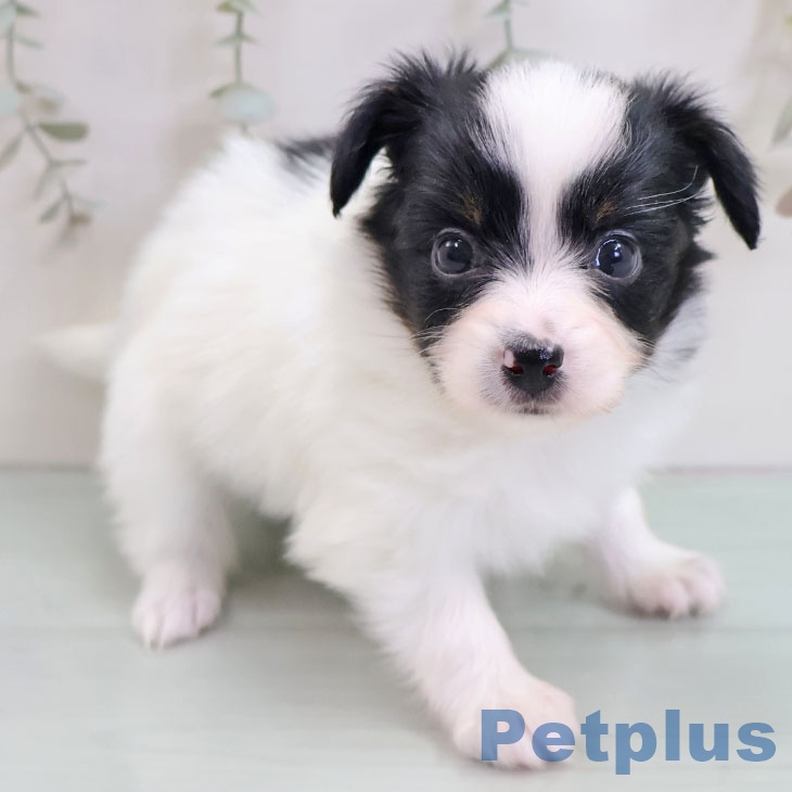 パピヨンの写真2