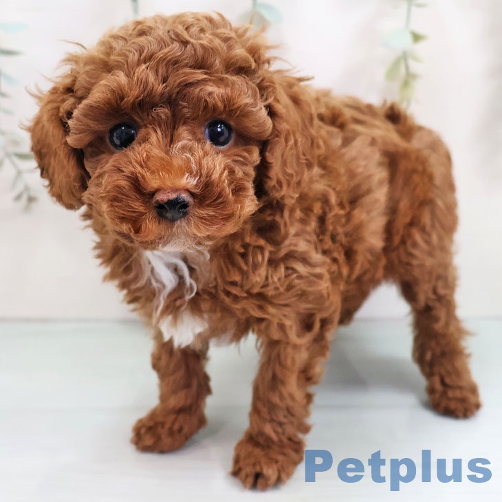 トイ・プードル