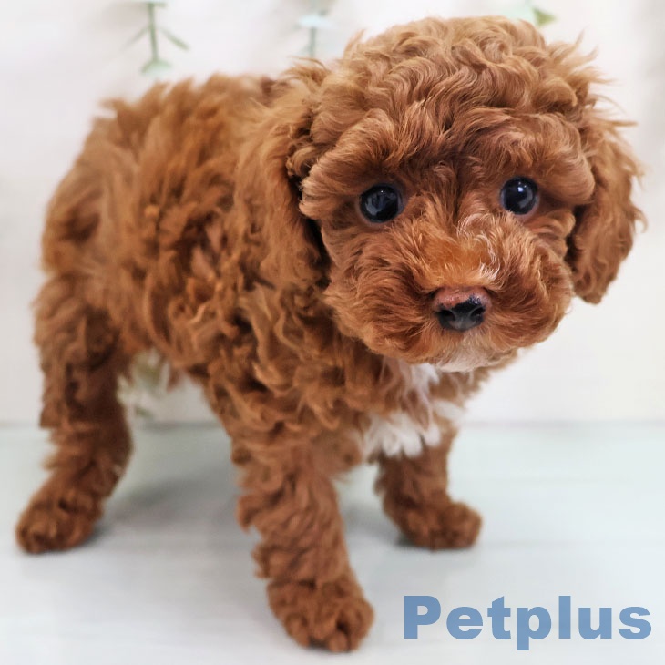 トイ・プードルの写真2