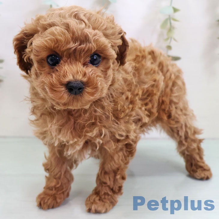 トイ・プードルの写真2