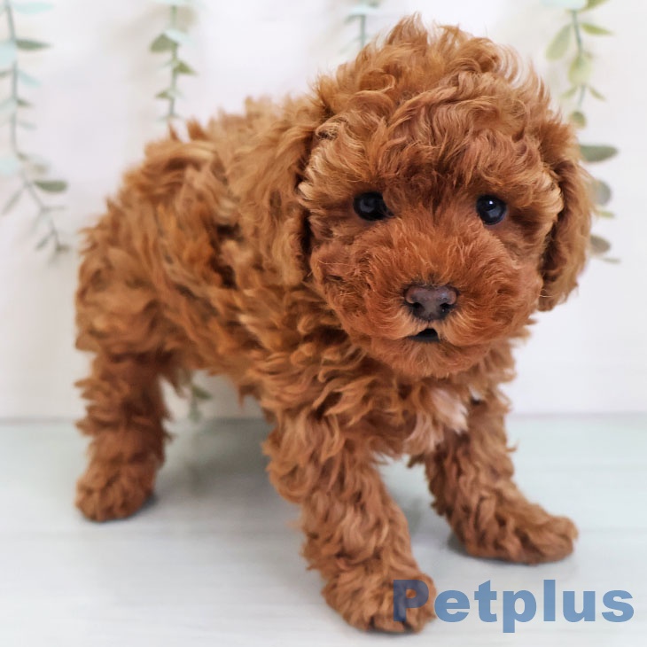 トイ・プードル