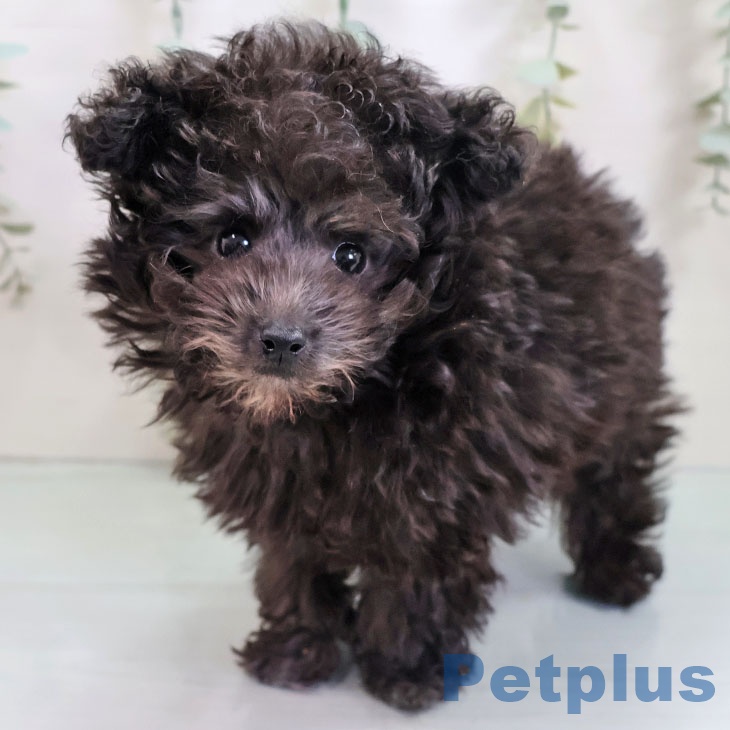 トイ・プードル