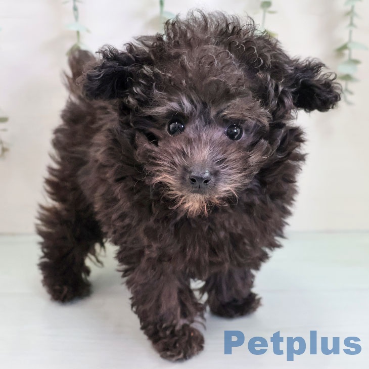 トイ・プードル