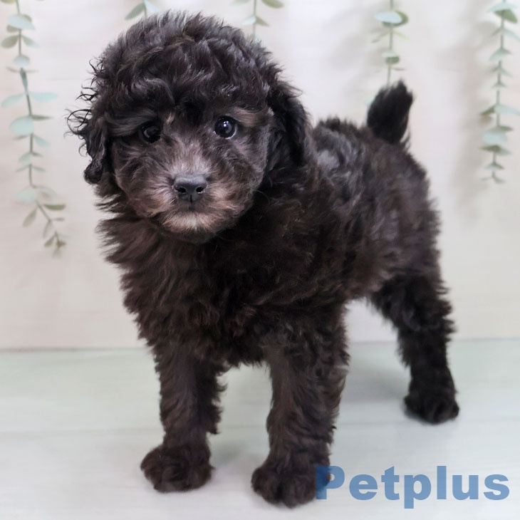 トイ・プードル