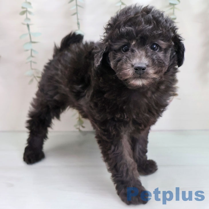 トイ・プードルの写真2