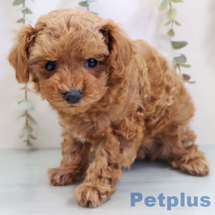 トイ・プードル